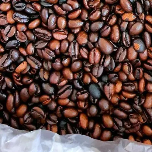 excelsa-kopi