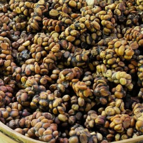 luwak-kopi